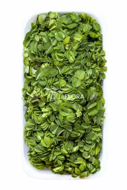 Kellussaniainen Annos - Akvaarion kellus kasvit - 85920 - 1