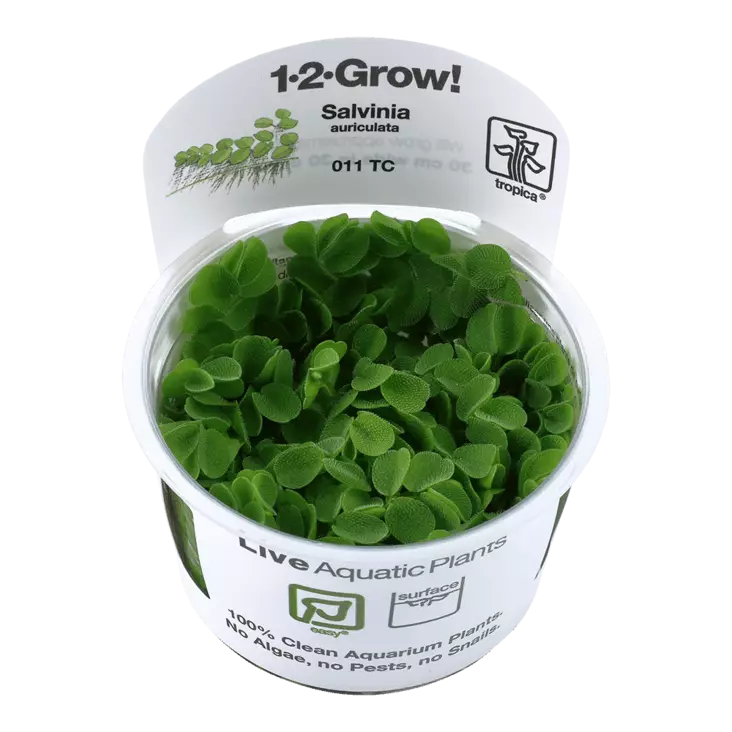 Kellusaniainen Vitrokupissa - Akvaarion kellus kasvit - 89750 - 1