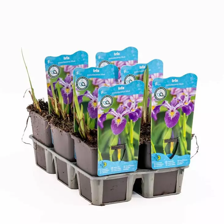 Keltakurjenmiekka (sininen) - Lampikasvit ja lumpeet - 091.2830 - 1