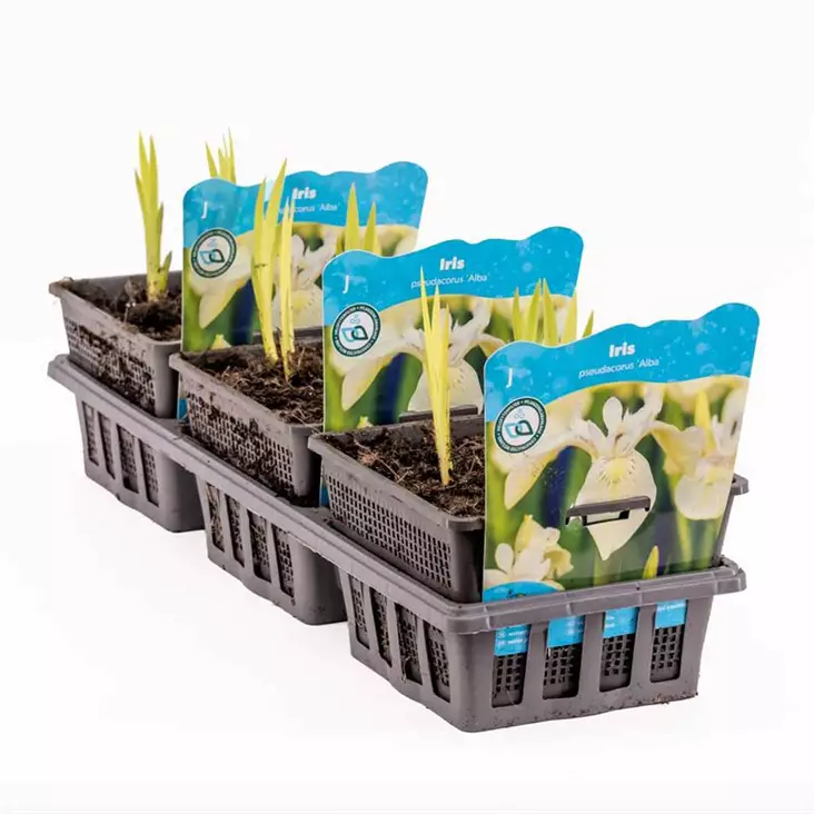 Keltakurjenmiekka (valkoinen) - Lampikasvit ja lumpeet - 091.3500 - 1