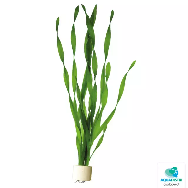 Kierteisvallisneria Ruukku - Akvaarion taka-alan kasvit - 82230 - 1