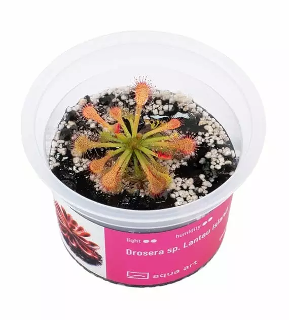 Drosera sp lantau island - Lihansyöjäkasvit terraarioon - X2500 - 1