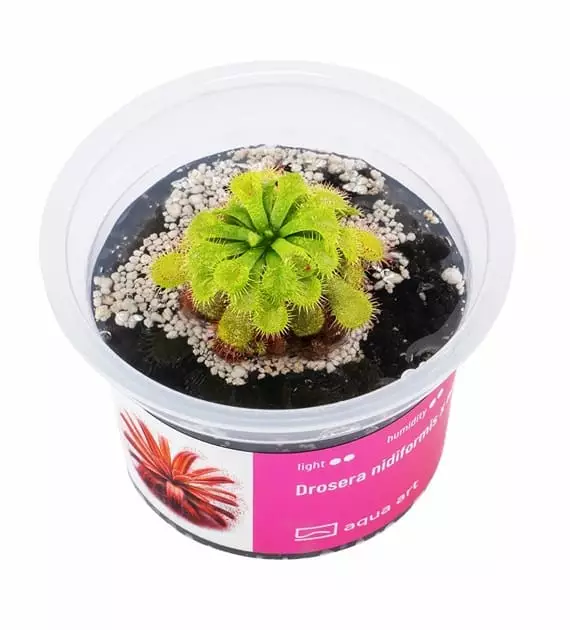 Drosera nidiformis x natalensis - Lihansyöjäkasvit terraarioon - X2600 - 1