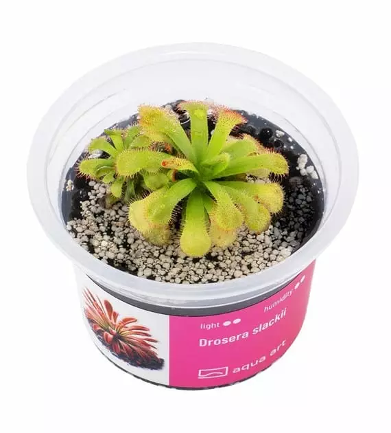 Drosera slackii - Lihansyöjäkasvit terraarioon - X2900 - 1