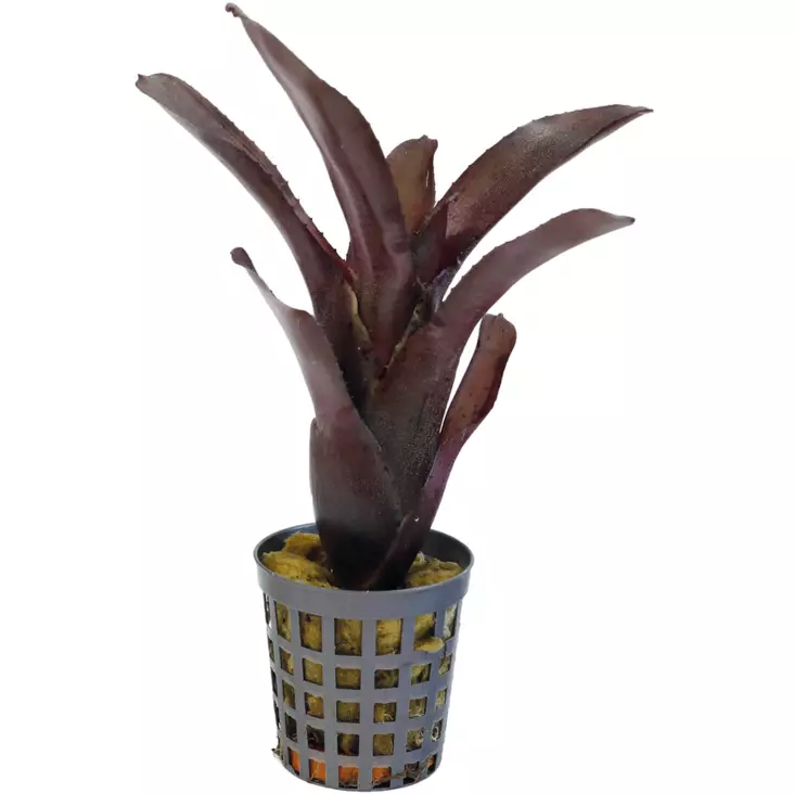 Kirjoananas amazon - Kostean terraarion kasvit - PT205210 - 1