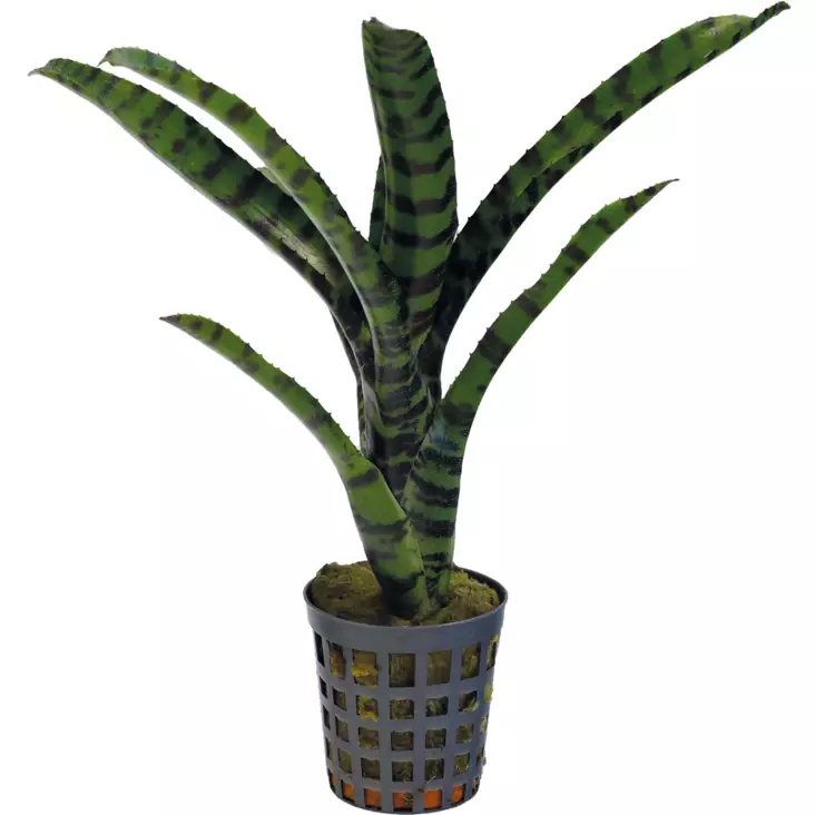 Kirjoananas rubrifolia - Kostean terraarion kasvit - PT205310 - 1