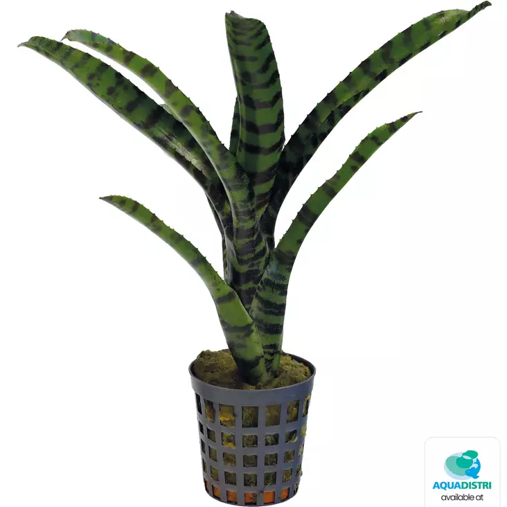 Kirjoananas rubrifolia - Kostean terraarion kasvit - PT205310 - 1