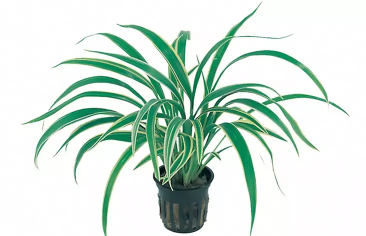 Kirjorönsylilja Ruukku Terraarioon - Kostean terraarion kasvit - 80840 - 1