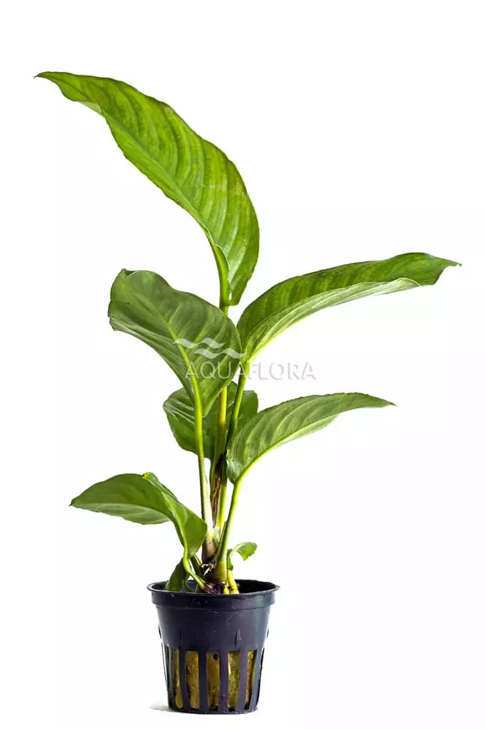 Kongonkeihäslehti Anubias heterophylla - Akvaarion taka-alan kasvit - 80640 - 1