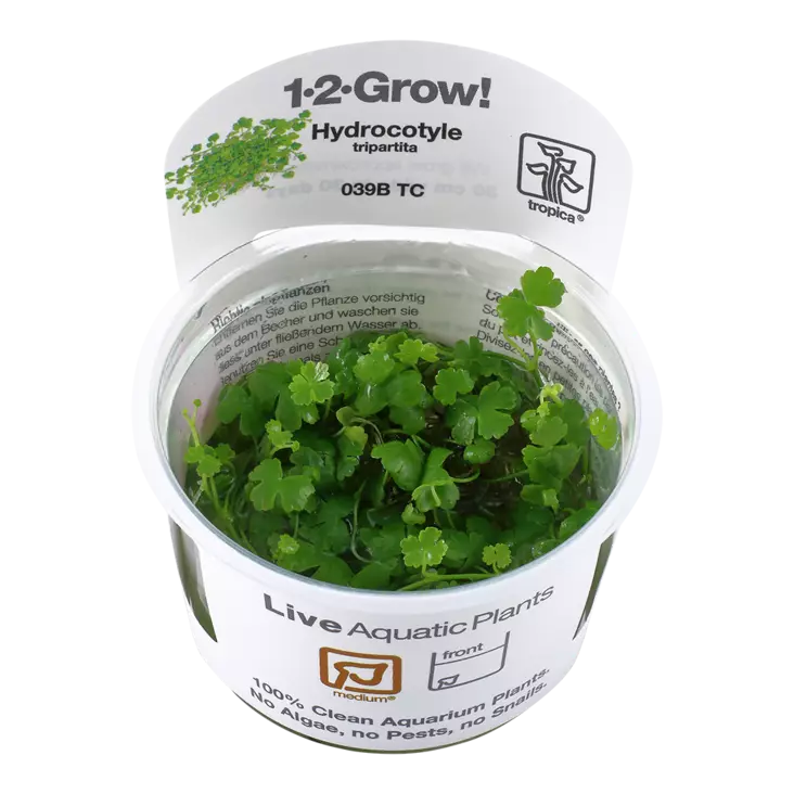 Konnanputki Laji Vitrokupissa - Akvaarion taka-alan kasvit - 87530 - 1