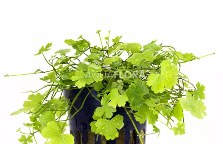 Konnanputki Laji Ruukku - Akvaarion keskialan kasvit - 87790 - 1