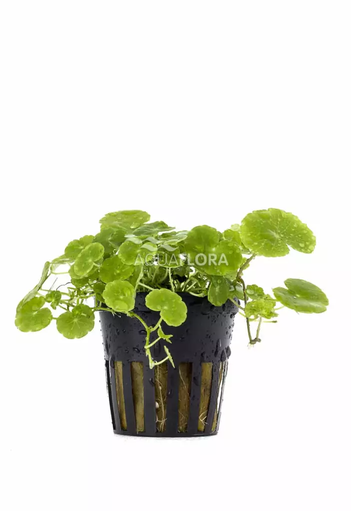 Konnanputki Ruukku - Akvaarion taka-alan kasvit - 81660 - 1