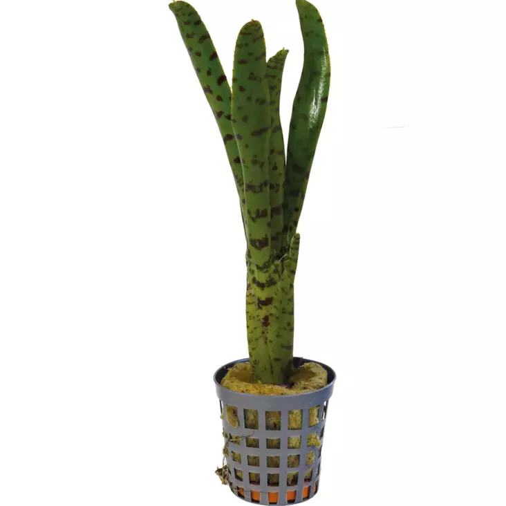 Koruananas Punctatissima - Kostean terraarion kasvit - PT205290 - 1