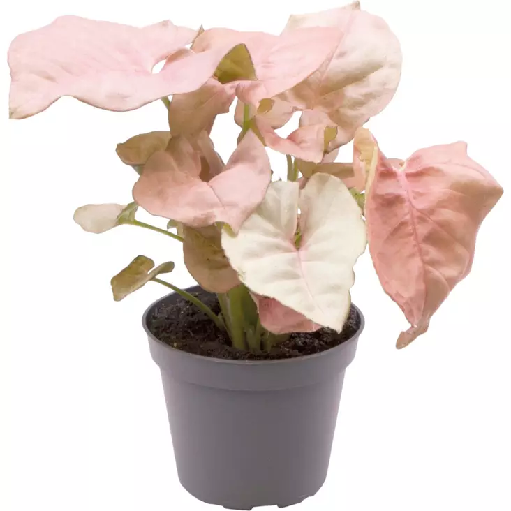 Kultakorva laji neon - Kostean terraarion kasvit - PT205450 - 1