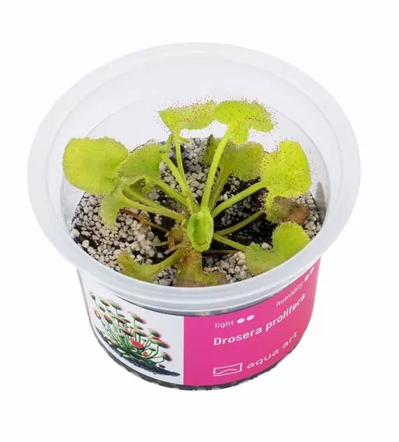 Drosera prolifera - Lihansyöjäkasvit terraarioon - X2700 - 1