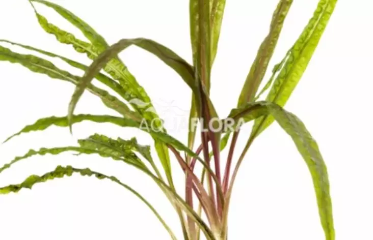 Kurttumelalehti Var Balansae Ruukku - Akvaarion taka-alan kasvit - 80930 - 1