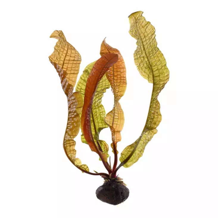 Kurttuverkkolehti Ruukku - Akvaarion taka-alan kasvit - 80700 - 1