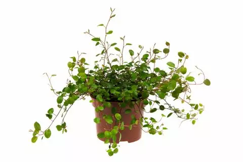 Lankaköynnös - Kostean terraarion kasvit - 097.2680 - 1