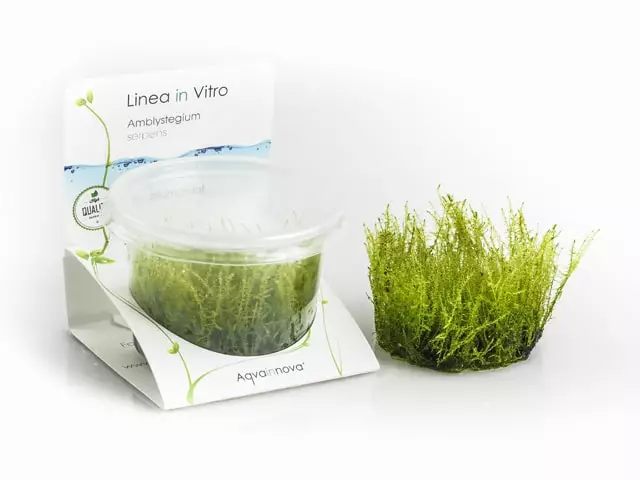 Lehtoritvasammal Vitrokupissa (Amblystegium serpens) – Stringy Moss - Akvaarion sammalet - 87460 - 1