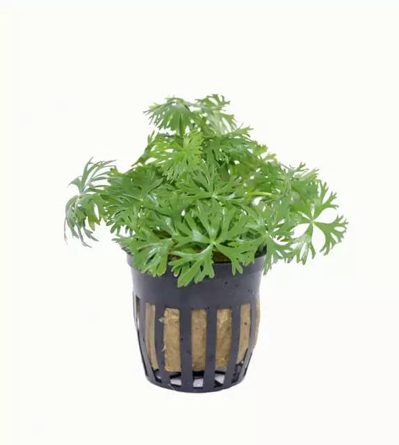 Leinikki Laji Ruukku - Akvaarion etualan kasvit - 82080 - 1