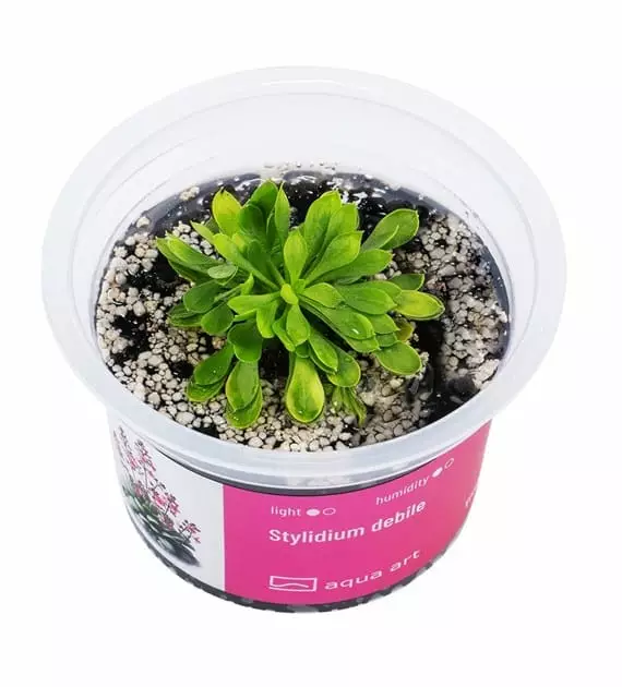 Stylidium debile - Lihansyöjäkasvit terraarioon - X4900 - 1