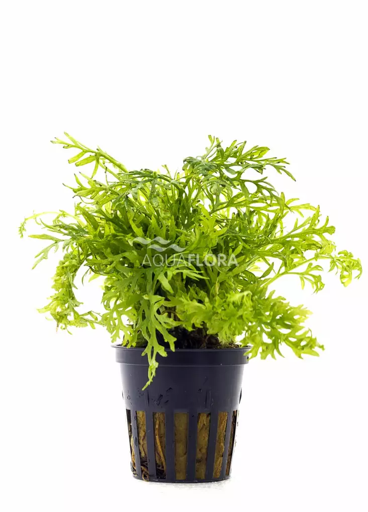 Liuskavesisaniainen Ruukku - Akvaarion keskialan kasvit - 80810 - 1