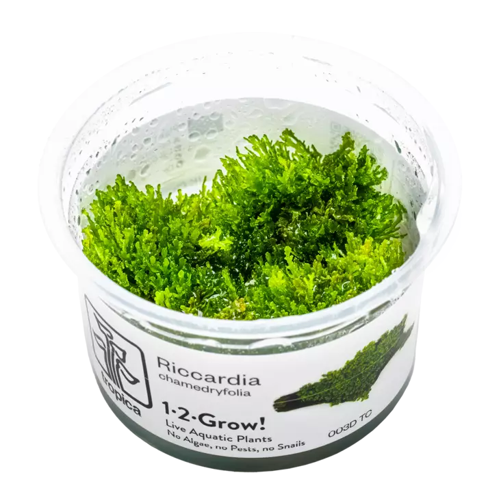 Luhtaliuskasammal Vitrokupissa - Akvaarion sammalet - 88340 - 1