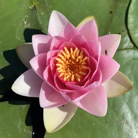 Lumme vaaleanpunainen - Lampikasvit ja lumpeet - 091.3960 - 1