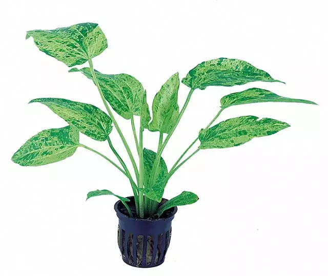 Marmorimiekka Ruukku - Akvaarion keskialan kasvit - 81210 - 1