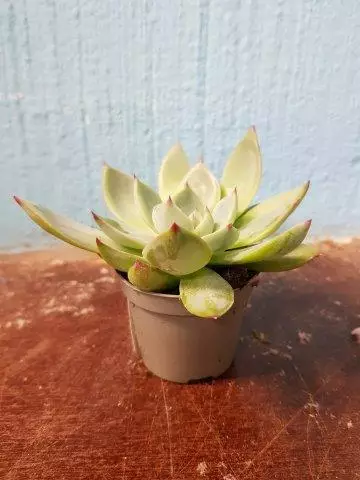 Mehiruusuke ruukku - Kuivan terraarion kasvit - 097.2530 - 1