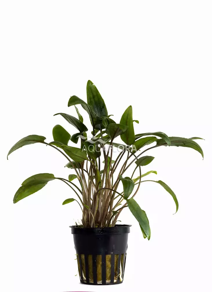 Melalehti Laji Sumatralta Ruukku - Akvaarion keskialan kasvit - 80990 - 1