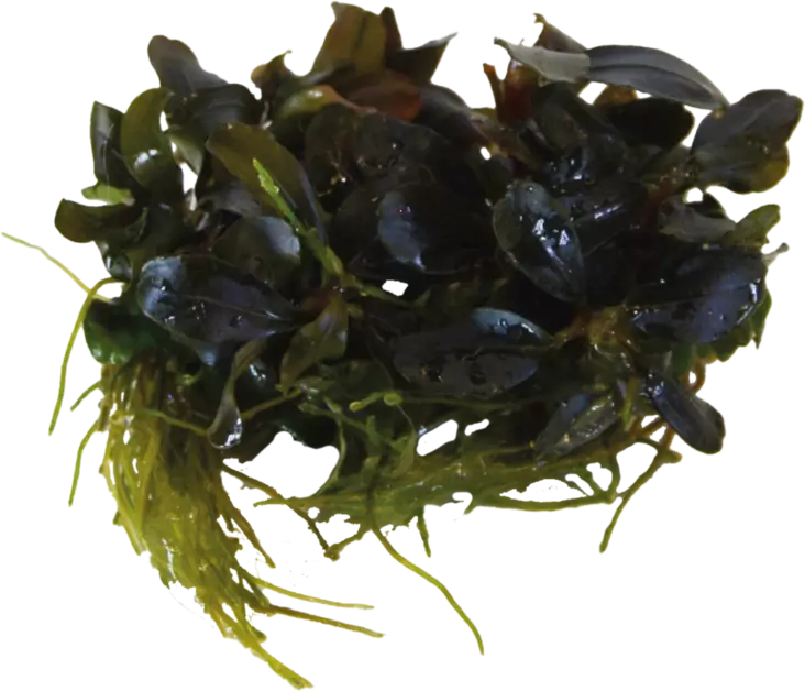 Melalehti Spiralis Tiikeri Vitrokupissa - Akvaarion keskialan kasvit - 86530 - 1