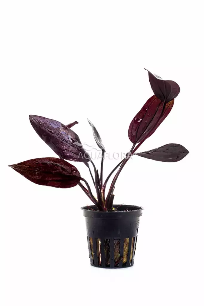 Miekka Aflame Ruukku - Akvaarion keskialan kasvit - 81150 - 1