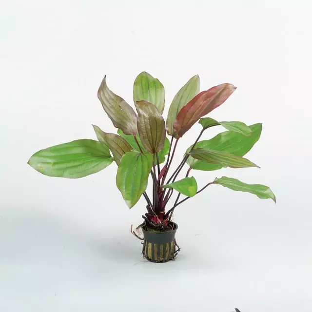 Miekka Fantasy Ruukku - Akvaarion taka-alan kasvit - 81220 - 1