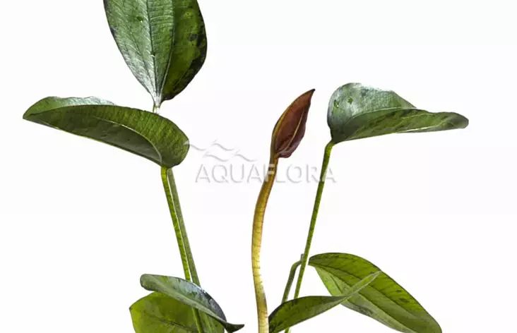 Miekka Intian Punainen Ruukku - Akvaarion keskialan kasvit - 87330 - 1