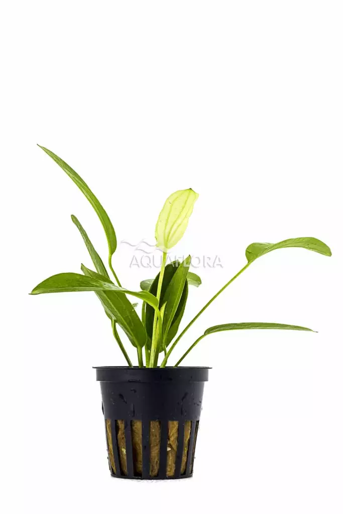 Miekka Kolmivärinen Ruukku - Akvaarion keskialan kasvit - 81490 - 1