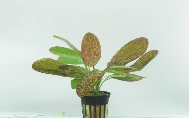 Miekka Laji Chrileni Xl 8Cm Ruukku - Akvaarion keskialan kasvit - 81300 - 1