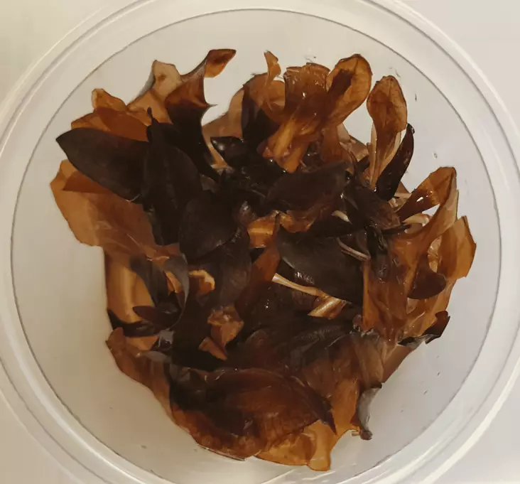 Miekka Little Mystery Vitrokupissa - Akvaarion keskialan kasvit - 88390 - 1