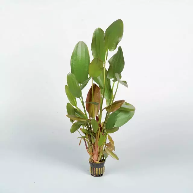 Miekka Punainen Chili Ruukku - Akvaarion keskialan kasvit - 81410 - 1