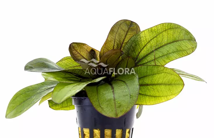 Miekka Reni Ruukku - Akvaarion keskialan kasvit - 87400 - 1