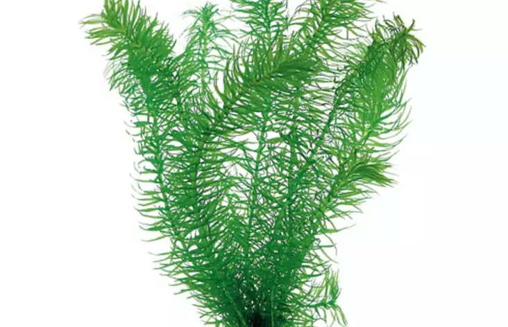 Näkinruoho Laji Terrakotta - Akvaarion keskialan kasvit - 83910 - 1