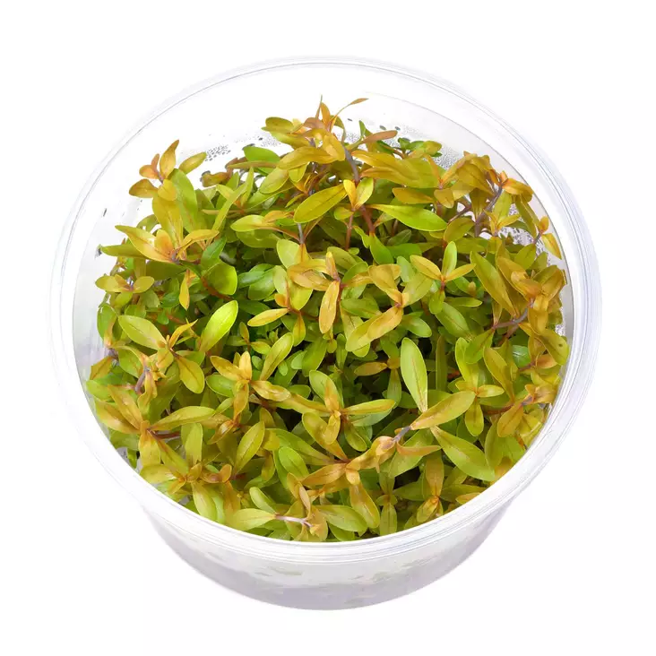 Nesae Kulta Vitrokupissa - Akvaarion keskialan kasvit - 89740 - 1