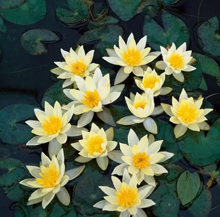 "Kääpiölumme" Helvoa Keltainen Mukula - Akvaarion taka-alan kasvit - 86510 - 1