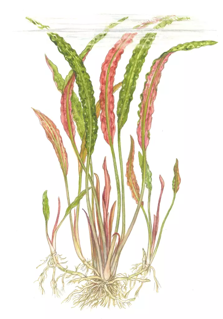 Nyppymelalehti Ruukku - Akvaarion taka-alan kasvit - 81040 - 1