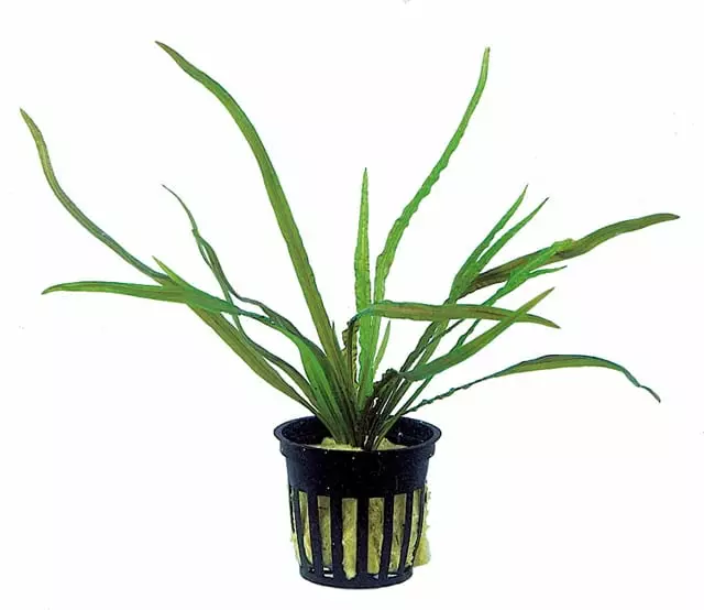 Nyppymelalehti Ruukku - Akvaarion taka-alan kasvit - 81040 - 1