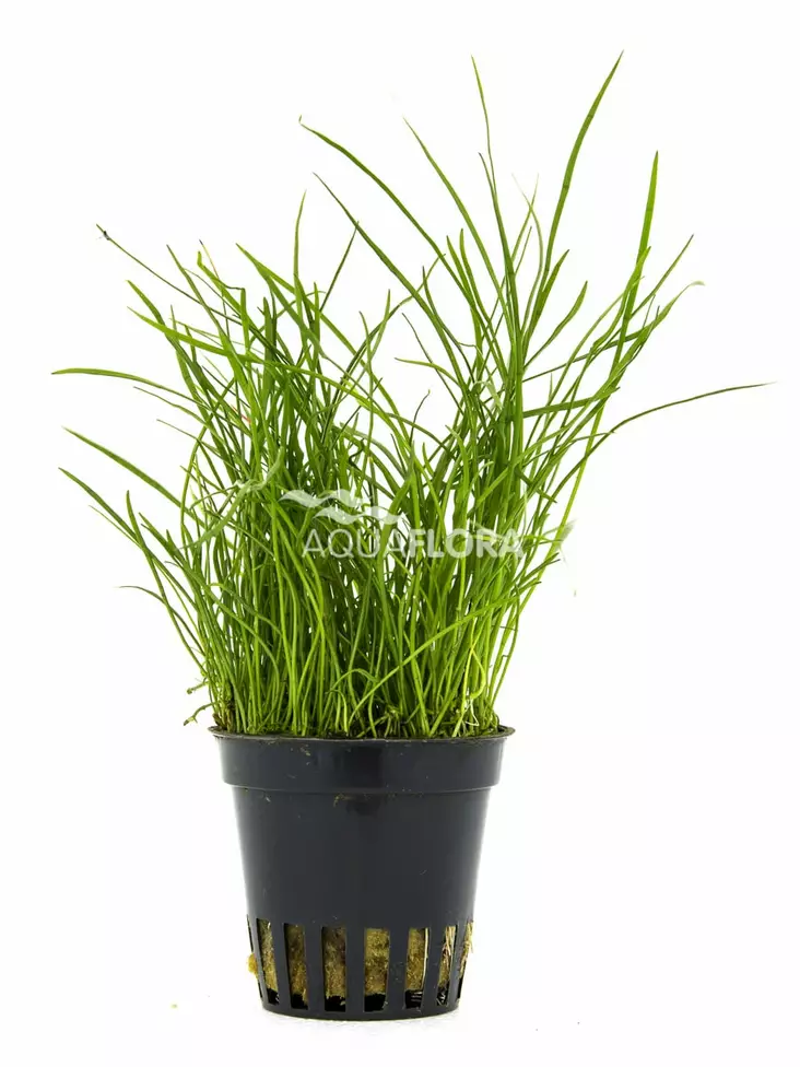 Ormio Laji Ruukku - Akvaarion etualan kasvit - 82040 - 1