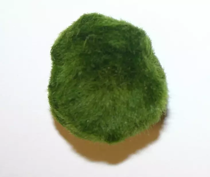 Ahdinpallero (palleroahdinparta, pallopartalevä) - Akvaarion sammalet - 80120 - 1