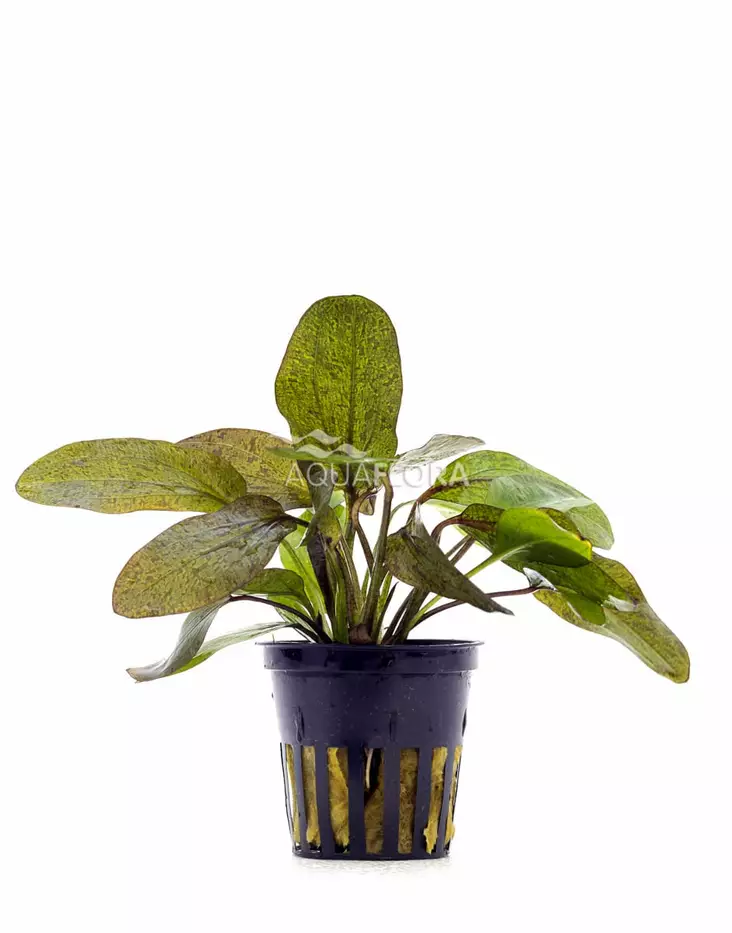 Pantterimiekka Punainen Ruukku - Akvaarion keskialan kasvit - 81350 - 1