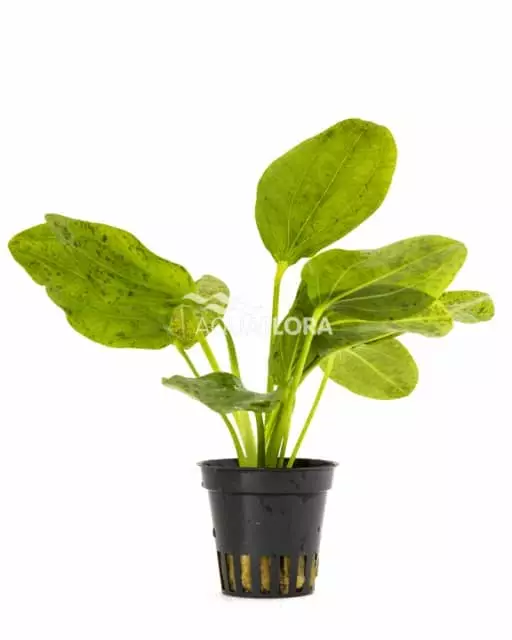 Pantterimiekka Vihreä Ruukku - Akvaarion taka-alan kasvit - 81360 - 1