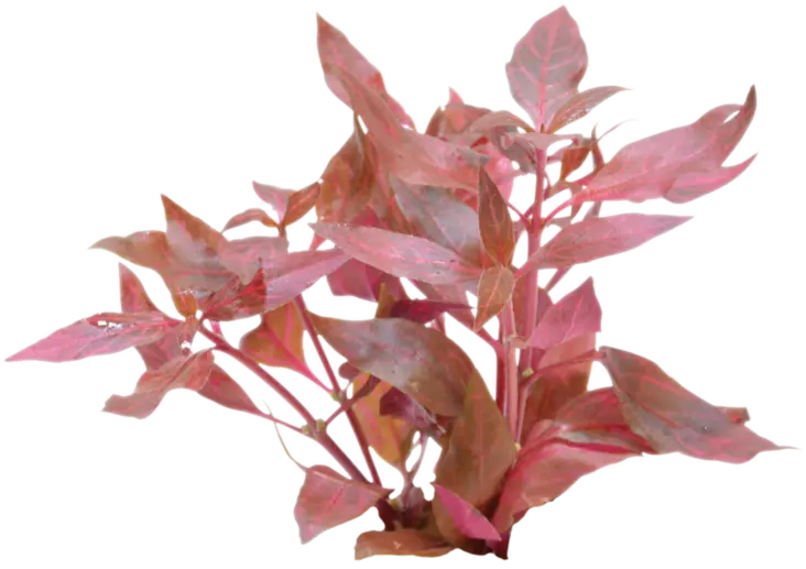 Kardinaalipapukaijalehti Kirjava Ruukku - Akvaarion keskialan kasvit - 80550 - 1